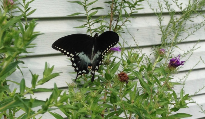 Spicebush swallowtail, male