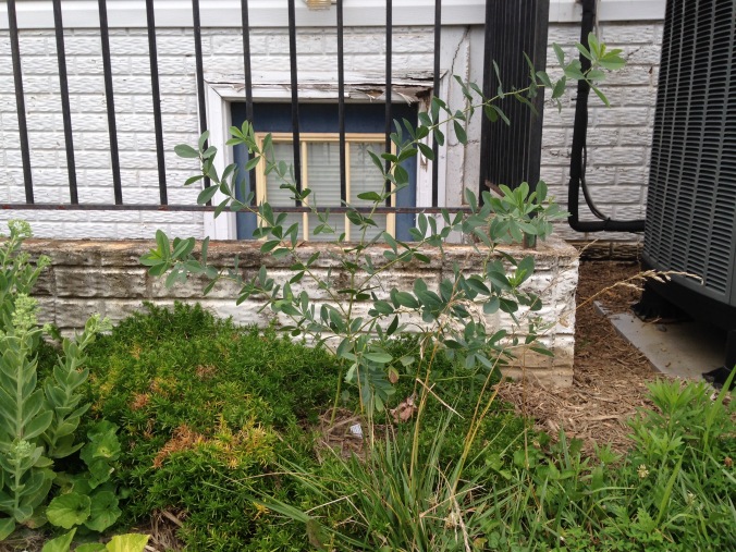 A wild blue indigo plant, only about two feet tall without too many stems. It is planted in front of a cement wall and metal railing, beyond which is a basement door.