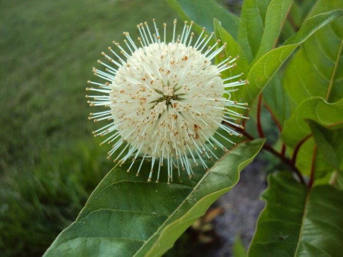 Buttonbush flower - 2