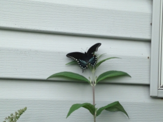 Spicebush swallowtail from a distance, clinging to a butterfly bush against the plastic siding of a house with its wings spread.