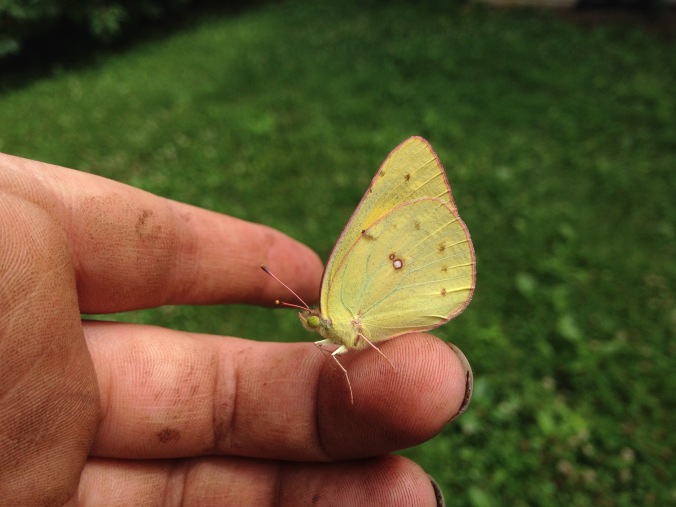 Closeup of an orange sulphur butterfly on a person's hand.