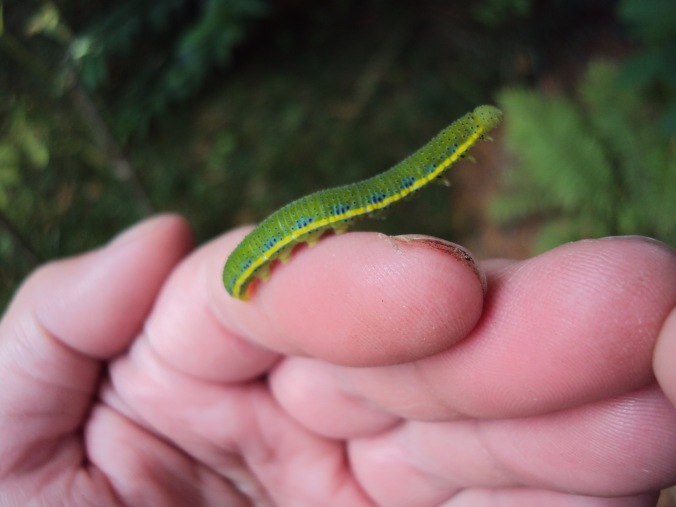 Closeup of cloudless sulphur caterpillar, which is light green with yellow stripe and a row of small blue and black markings. It is clinging to a human finger with its prolegs and the front half of its body is extended into the air.