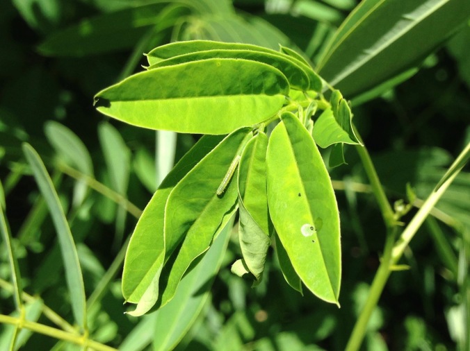Closeup on a compound leaf of wild senna, with a very small light green caterpillar visible on one of the leaflets.