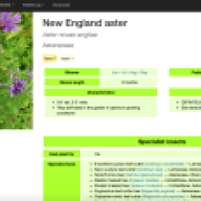 Web page showing cultivation information for New England aster, as well as